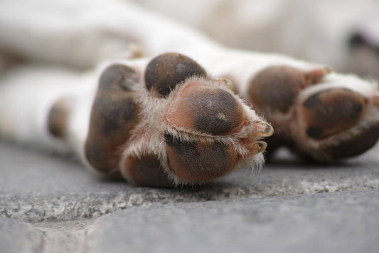 How to Keep Your Dog’s Paws Healthy in the Summer